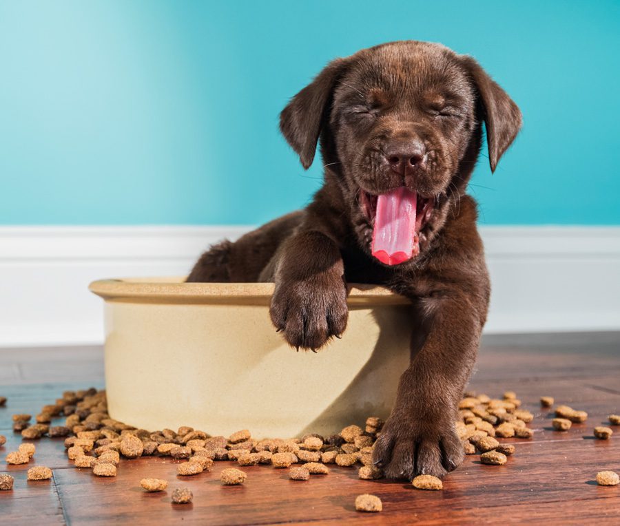 mobile-puppy-kibble-GettyImages-866757656