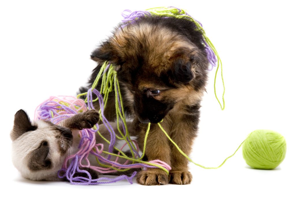 puppy-kitten-yarn-GettyImages-471142471