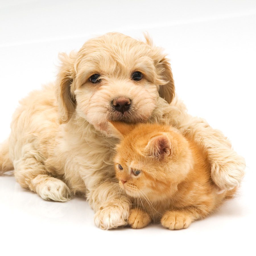 puppy-kitty-nuzzling-GettyImages-157313695