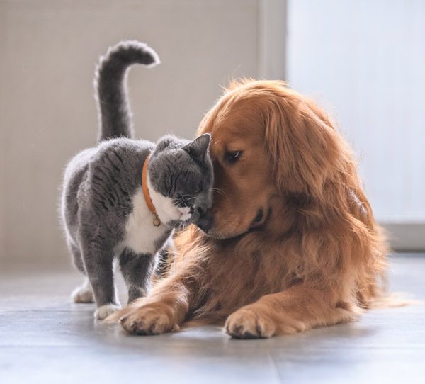 mobile-dog-cat-GettyImages-992637094